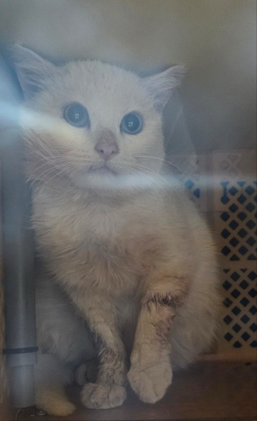 보호중 한국 고양이…